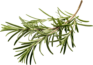 Rosemary Rosemary